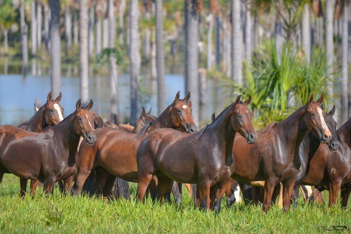 Intoxicação: entidade de cavalos Mangalarga teme que problema seja ainda maior
